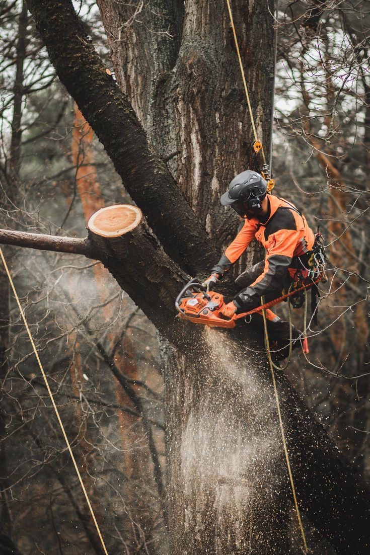 Élagage arbre travaux divers de EC rénovation